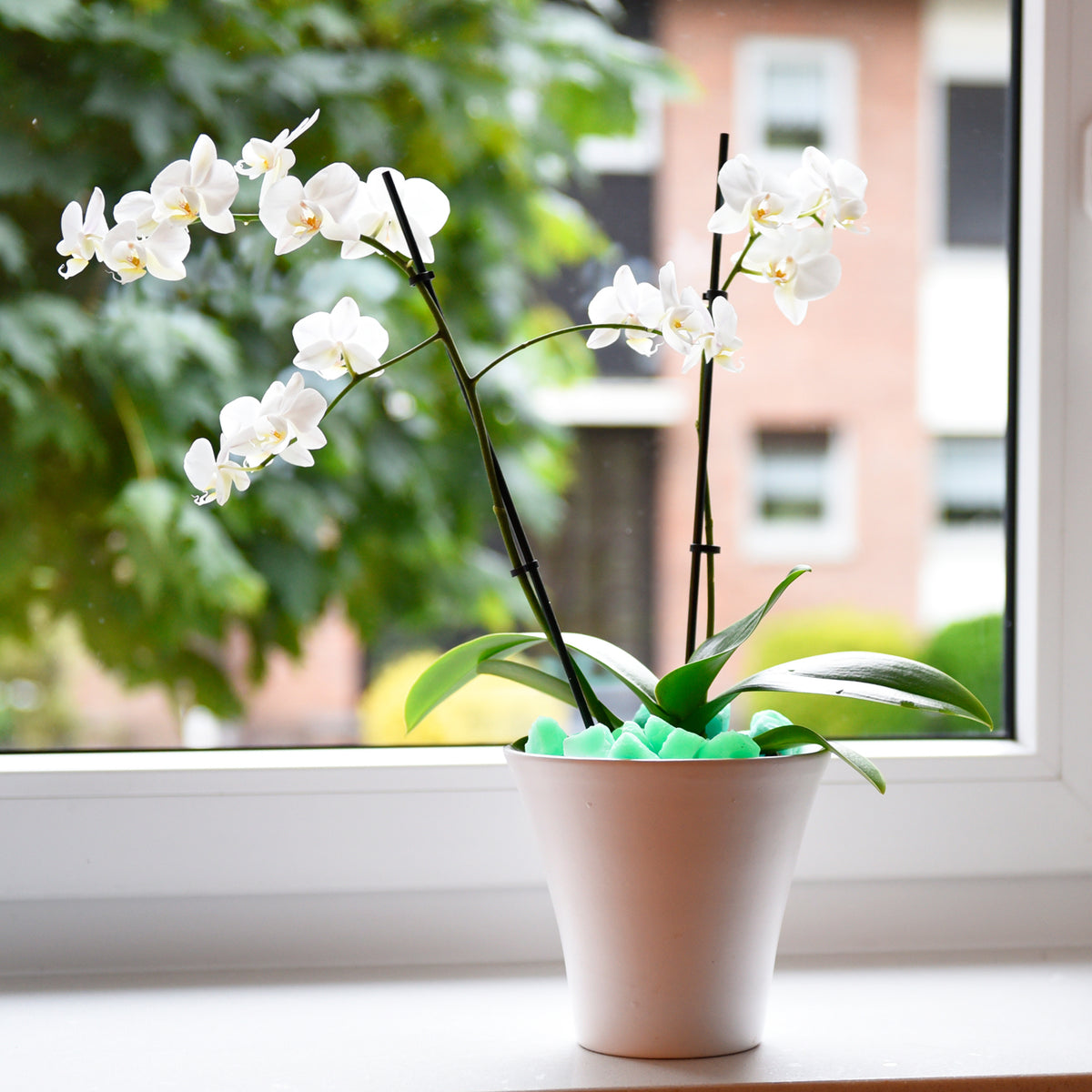 Glow Stones Green 300 g in a flower pot: white orchid at a window in daylight