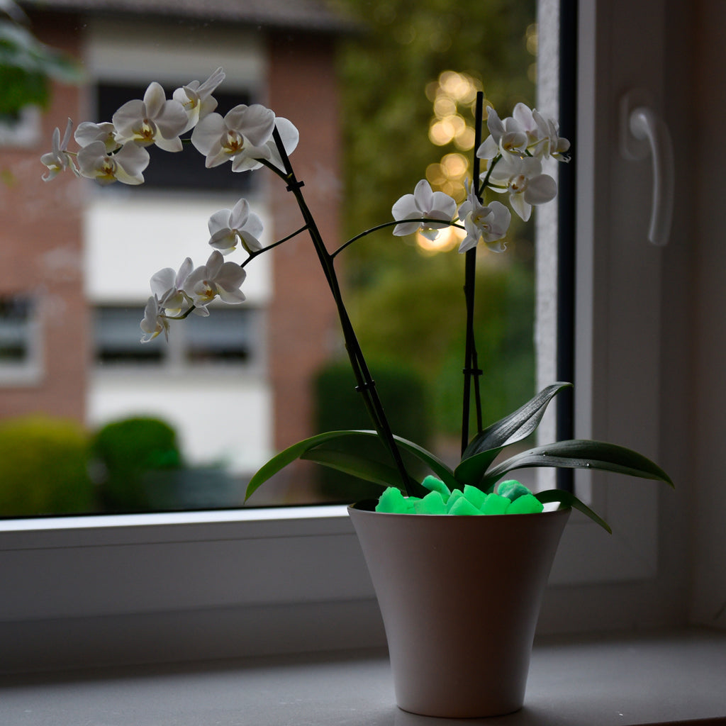 Glow Stones Green 300 g in a flower pot: orchid at a window at dusk, stones glowing